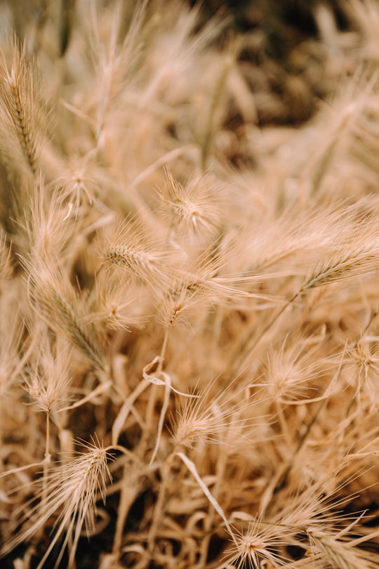 Demeter and organic grain
