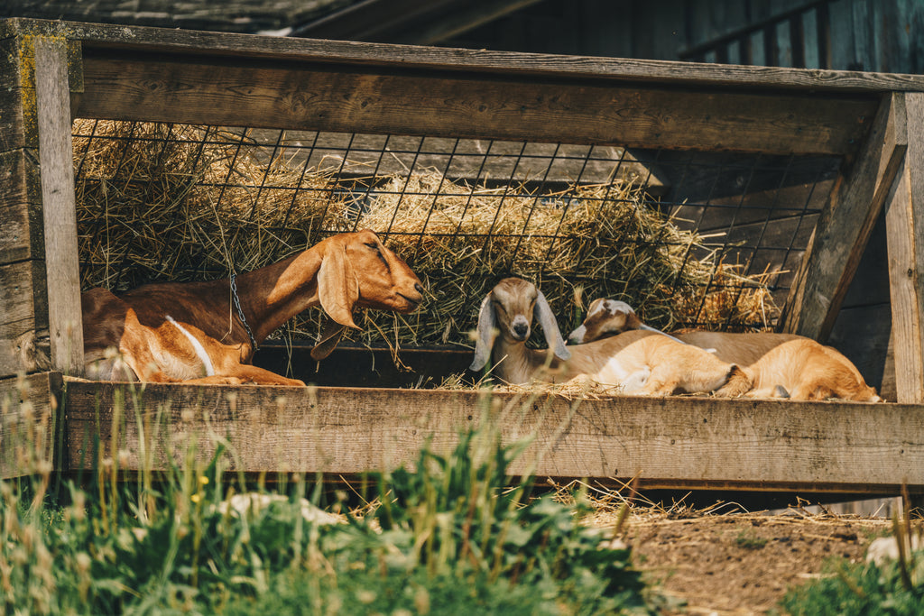 The Black Forest Goat’s Milk Initiative
