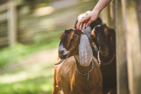Animal welfare