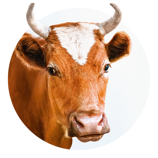 From cow’s milk