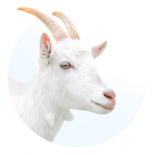 From goat’s milk