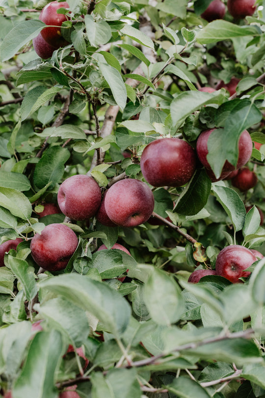 Demeter and organic fruit and vegetables