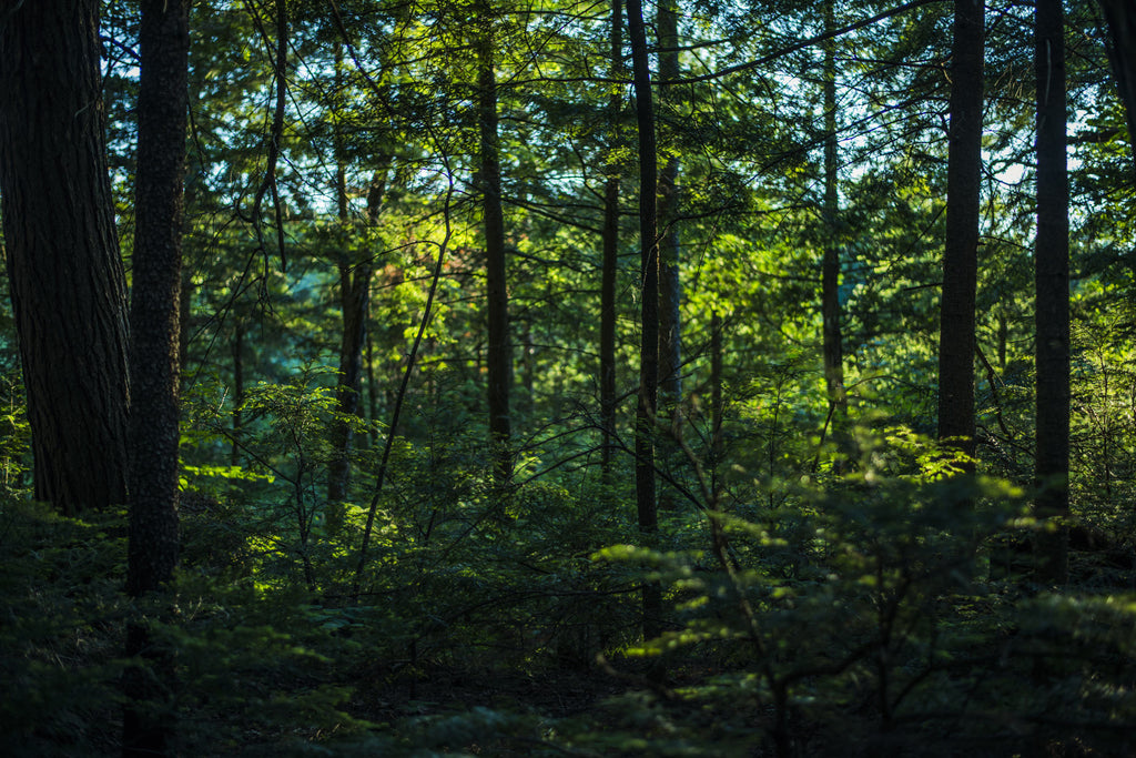 Kariba forest protection project